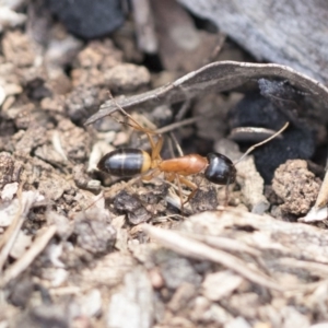Camponotus consobrinus at Hawker, ACT - 29 Sep 2020