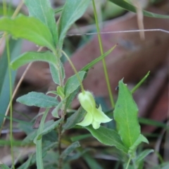 Billardiera mutabilis (Climbing Apple Berry, Apple Berry, Snot Berry, Apple Dumblings, Changeable Flowered Billardiera) at Broulee Moruya Nature Observation Area - 3 Oct 2020 by LisaH