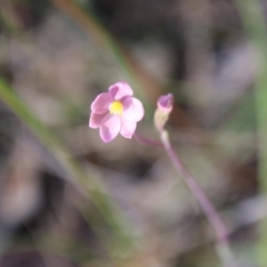 Thelymitra carnea (Tiny Sun Orchid) at Broulee Moruya Nature Observation Area - 3 Oct 2020 by LisaH