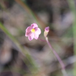 Thelymitra carnea at Moruya, NSW - suppressed