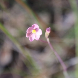 Thelymitra carnea at Moruya, NSW - 4 Oct 2020