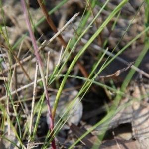 Thelymitra carnea at Moruya, NSW - suppressed