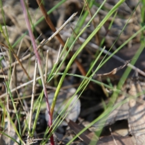 Thelymitra carnea at Moruya, NSW - 4 Oct 2020