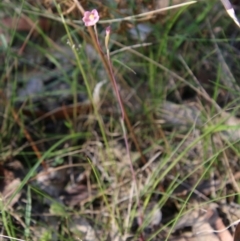 Thelymitra carnea at Moruya, NSW - suppressed