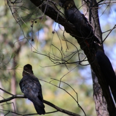 Calyptorhynchus lathami lathami (Glossy Black-Cockatoo) at Broulee Moruya Nature Observation Area - 3 Oct 2020 by LisaH