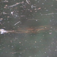 Chelodina longicollis (Eastern Long-necked Turtle) at Broulee Moruya Nature Observation Area - 4 Oct 2020 by LisaH