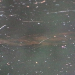 Chelodina longicollis at Moruya, NSW - suppressed