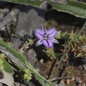 Thysanotus patersonii at Hawker, ACT - 2 Oct 2020