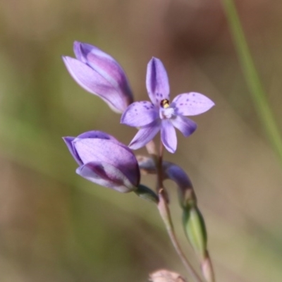 Thelymitra ixioides (Dotted Sun Orchid) at Moruya, NSW - 3 Oct 2020 by LisaH