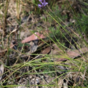 Thelymitra ixioides at Moruya, NSW - 4 Oct 2020