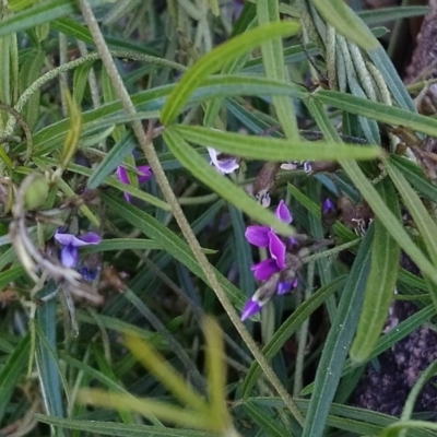 Glycine clandestina (Twining Glycine) at Little Taylor Grasslands - 4 Oct 2020 by RosemaryRoth