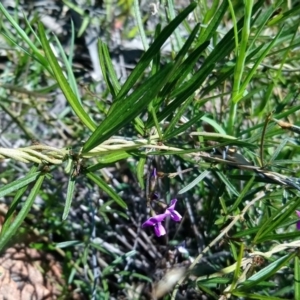 Glycine clandestina at Kambah, ACT - 4 Oct 2020 01:52 PM