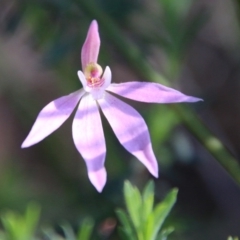 Caladenia hillmanii (Purple Heart Orchid) at Moruya, NSW - 3 Oct 2020 by LisaH