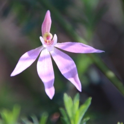 Caladenia hillmanii (Purple Heart Orchid) at Moruya, NSW - 3 Oct 2020 by LisaH