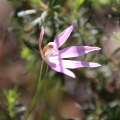 Caladenia hillmanii at suppressed - 4 Oct 2020