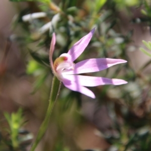 Caladenia hillmanii at suppressed - 4 Oct 2020