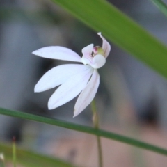 Caladenia hillmanii at Moruya, NSW - suppressed