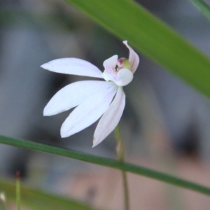 Caladenia hillmanii at Moruya, NSW - suppressed