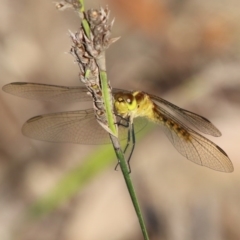 Diplacodes melanopsis (Black-faced Percher) at Broulee Moruya Nature Observation Area - 3 Oct 2020 by LisaH