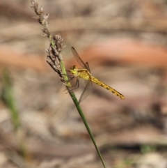 Diplacodes melanopsis at Moruya, NSW - suppressed