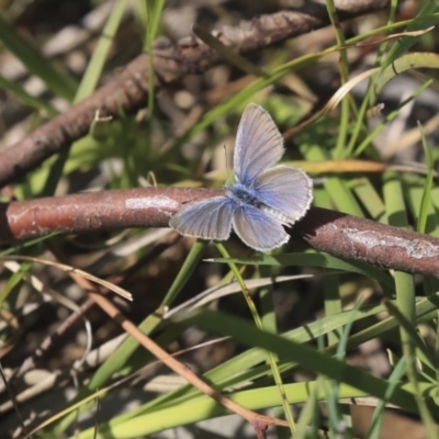 Zizina otis (Common Grass-Blue) at Holt, ACT - 29 Sep 2020 by AlisonMilton