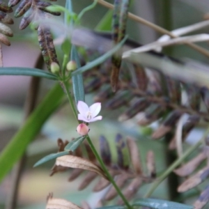 Boronia polygalifolia at Moruya, NSW - 4 Oct 2020