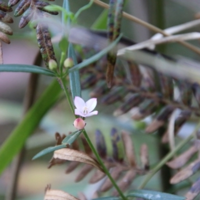 Boronia polygalifolia (Dwarf Boronia) at Moruya, NSW - 3 Oct 2020 by LisaH