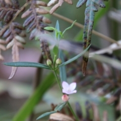 Boronia polygalifolia at Moruya, NSW - 4 Oct 2020