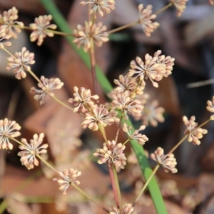 Lomandra multiflora at Moruya, NSW - suppressed