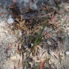 Lomandra multiflora at Moruya, NSW - suppressed