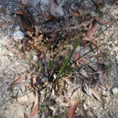 Lomandra multiflora at Moruya, NSW - suppressed