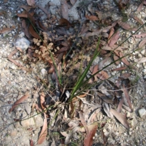 Lomandra multiflora at Moruya, NSW - suppressed