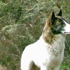 Canis lupus (Dingo / Wild Dog) at Clear Range, NSW - 2 Sep 2020 by AlexB