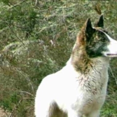 Canis lupus (Dingo / Wild Dog) at Clear Range, NSW - 1 Sep 2020 by AlexB