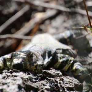 Varanus varius at Guerilla Bay, NSW - 4 Oct 2020