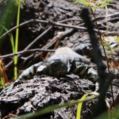 Varanus varius at Guerilla Bay, NSW - suppressed