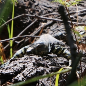 Varanus varius at Guerilla Bay, NSW - suppressed