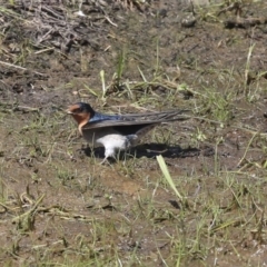 Hirundo neoxena (Welcome Swallow) at Holt, ACT - 29 Sep 2020 by AlisonMilton