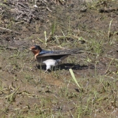 Hirundo neoxena (Welcome Swallow) at Holt, ACT - 29 Sep 2020 by Alison Milton