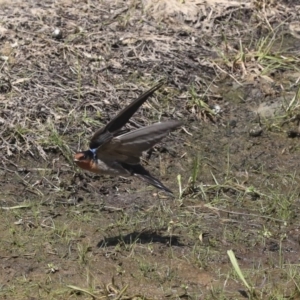 Hirundo neoxena at Holt, ACT - 29 Sep 2020