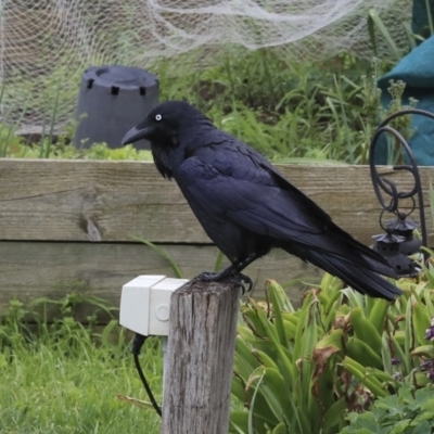 Corvus coronoides (Australian Raven) at Higgins, ACT - 24 Sep 2020 by Alison Milton