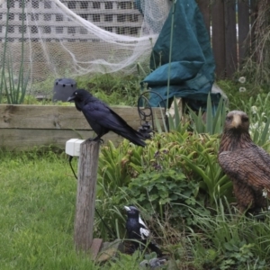 Corvus coronoides at Higgins, ACT - 25 Sep 2020