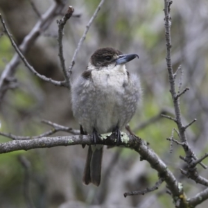 Cracticus torquatus at Higgins, ACT - 25 Sep 2020