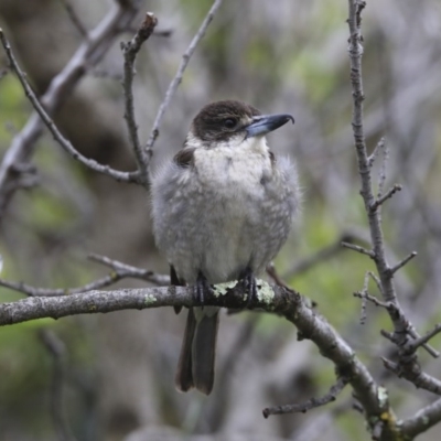 Cracticus torquatus (Grey Butcherbird) at Higgins, ACT - 24 Sep 2020 by Alison Milton