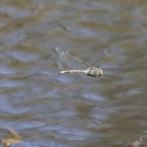 Anax papuensis at Holt, ACT - 29 Sep 2020