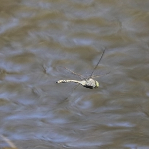 Anax papuensis at Holt, ACT - 29 Sep 2020