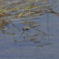 Hemicordulia tau (Tau Emerald) at Holt, ACT - 29 Sep 2020 by AlisonMilton