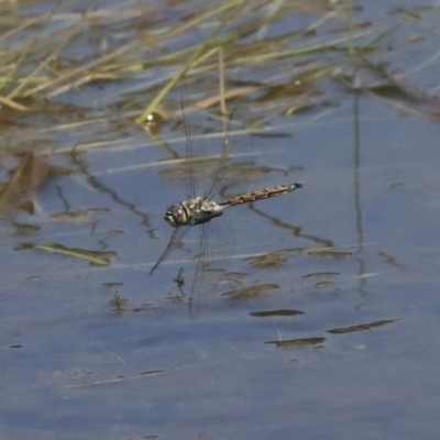 Hemicordulia tau (Tau Emerald) at The Pinnacle - 29 Sep 2020 by AlisonMilton