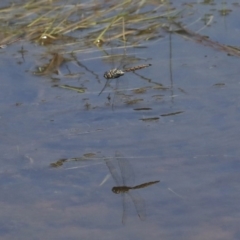 Hemicordulia tau at The Pinnacle - 29 Sep 2020 12:44 PM