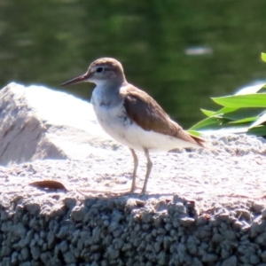 Actitis hypoleucos at Monash, ACT - 4 Oct 2020